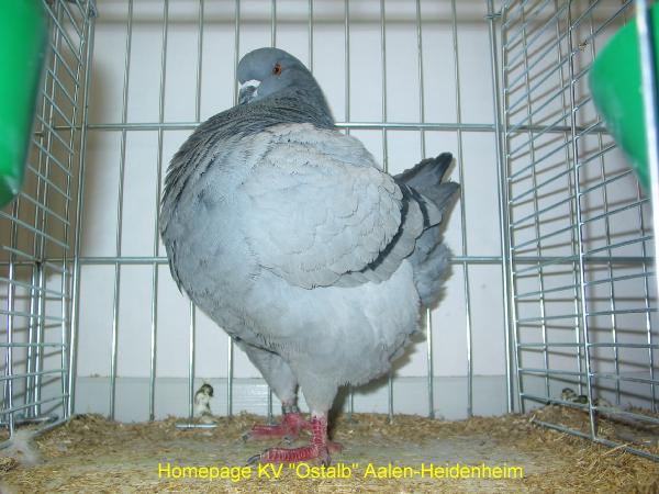 24_Kingtauben_Heinrich
